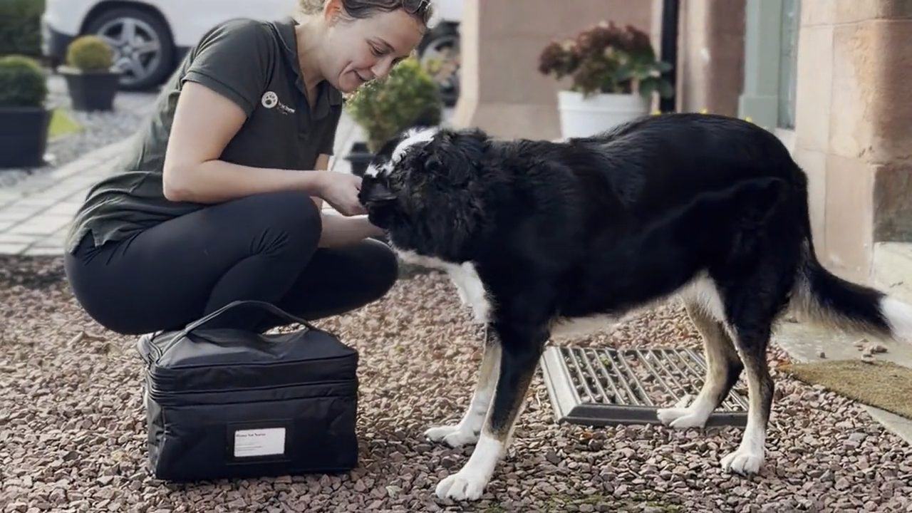 Katie Lunn, registered veterinary nurse, crouching to greet a smiling collie at a client's front door