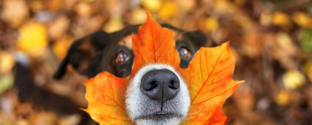 Dog peeking out from behind an autumn leaf